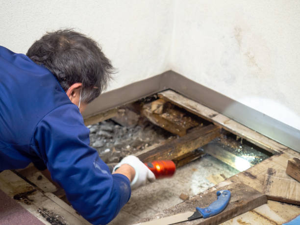 Best Mold Cleaning Services  in Fairmead, CA