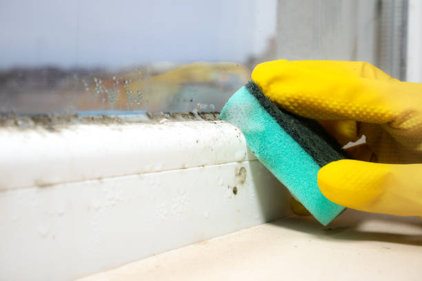 Best Mold Damage Repair  in Fairmead, CA